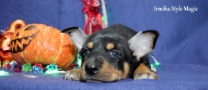 Zdjęcie №2 do zapowiedźy № 3727 na sprzedaż  nagi pies meksykański - wkupić się Federacja Rosyjska od żłobka