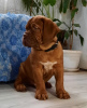 Zdjęcie №3. Dogue de Bordeaux. Federacja Rosyjska