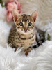 Zdjęcie №1. kot bengalski - na sprzedaż w Washington | 1188zł | Zapowiedź № 50790