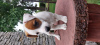 Zdjęcie №4. Sprzedam jack russell terrier w Wschowa. hodowca - cena - 1591zł
