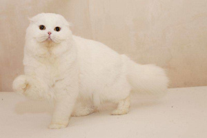 Zdjęcie №3. Highland Fold Cat. Ukraina