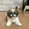 Zdjęcie №1. shih tzu - na sprzedaż w Montreal | 1981zł | Zapowiedź №103643