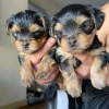 Zdjęcie №1. yorkshire terrier - na sprzedaż w Bremen | 1256zł | Zapowiedź №66242