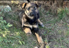 Zdjęcie №2 do zapowiedźy № 101592 na sprzedaż  pies nierasowy - wkupić się Białoruś prywatne ogłoszenie