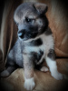 Zdjęcie №2 do zapowiedźy № 7705 na sprzedaż  pies nierasowy - wkupić się Federacja Rosyjska prywatne ogłoszenie