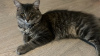 Zdjęcie №2 do zapowiedźy № 62096 na sprzedaż  kot syberyjski - wkupić się Federacja Rosyjska prywatne ogłoszenie