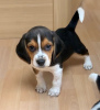 Zdjęcie №1. beagle (rasa psa) - na sprzedaż w Belarus | 3876zł | Zapowiedź №11128