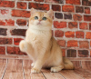 Zdjęcie №2 do zapowiedźy № 36893 na sprzedaż  kot brytyjski krótkowłosy - wkupić się Federacja Rosyjska prywatne ogłoszenie, od żłobka, hodowca