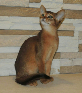 Zdjęcie №2 do zapowiedźy № 2101 na sprzedaż  kot abisyński - wkupić się Federacja Rosyjska od żłobka