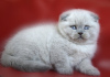 Zdjęcie №2 do zapowiedźy № 15694 na sprzedaż  scottish fold - wkupić się Ukraina od żłobka