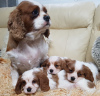 Zdjęcie №3. Wspaniałe szczenięta Cavalier King Charles Spaniel. Niemcy