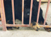 Zdjęcie №1. mastif tybetański - na sprzedaż w Kropiwnicki | negocjowane | Zapowiedź №8674