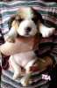 Zdjęcie №1. beagle (rasa psa) - na sprzedaż w Sumy | 2381zł | Zapowiedź №42699