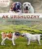 Zdjęcie №1. owczarek środkowoazjatycki - na sprzedaż w Kropiwnicki | 1100zł | Zapowiedź №7976