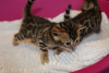 Zdjęcie №3. Bengal Cats-Kätzchen sind jetzt zur Adopcja verfügbar. Niemcy