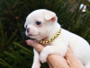 Dodatkowe zdjęcia: Chłopiec Chihuahua biało-kremowy