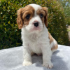 Zdjęcie №3. Wunderschöne Cavalier King Charles. Niemcy