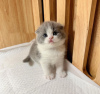 Zdjęcie №2 do zapowiedźy № 100123 na sprzedaż  scottish fold - wkupić się USA prywatne ogłoszenie