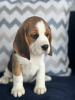 Zdjęcie №2 do zapowiedźy № 102249 na sprzedaż  beagle (rasa psa) - wkupić się USA prywatne ogłoszenie