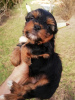 Zdjęcie №2 do zapowiedźy № 97667 na sprzedaż  yorkshire terrier biewer, yorkshire terrier - wkupić się Estonia 