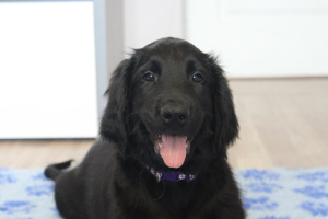 Zdjęcie №1. flat coated retriever - na sprzedaż w Moskwa | 1513zł | Zapowiedź №2917