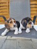 Zdjęcie №1. beagle (rasa psa) - na sprzedaż w New York | negocjowane | Zapowiedź №22344