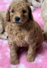 Zdjęcie №3. Urocze miniaturowe szczenięta Goldendoodle gotowe do odbioru już dziś. SMS (559). USA