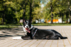 Zdjęcie №1. pies nierasowy - na sprzedaż w Москва | Bezpłatny | Zapowiedź №104337