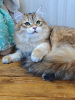Zdjęcie №2 do zapowiedźy № 97789 na sprzedaż  kot syberyjski - wkupić się Federacja Rosyjska prywatne ogłoszenie