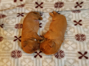 Zdjęcie №3. Cavalier King Charles Spaniel Szczenięta. Federacja Rosyjska