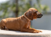 Dodatkowe zdjęcia: Szczenięta rasy Rhodesian Ridgeback