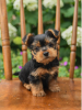 Zdjęcie №1. yorkshire terrier - na sprzedaż w Stockholm | negocjowane | Zapowiedź №96327