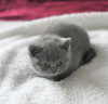 Zdjęcie №1. kot brytyjski krótkowłosy - na sprzedaż w California | 1386zł | Zapowiedź № 89643