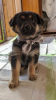 Zdjęcie №2 do zapowiedźy № 102289 na sprzedaż  pies nierasowy - wkupić się Federacja Rosyjska prywatne ogłoszenie