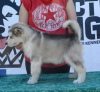 Zdjęcie №2 do zapowiedźy № 105071 na sprzedaż  alaskan malamute - wkupić się Serbia 