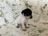 Dodatkowe zdjęcia: Szczeniaki Jack Russell Terrier
