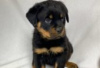 Zdjęcie №1. rottweiler - na sprzedaż w Berlin | Bezpłatny | Zapowiedź №127090