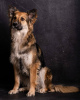 Dodatkowe zdjęcia: Pies rasy Metis collie Malibu w dobrych rękach