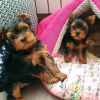 Zdjęcie №1. yorkshire terrier - na sprzedaż w Helsinki | 1465zł | Zapowiedź №116780