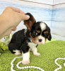 Zdjęcie №2 do zapowiedźy № 105352 na sprzedaż  beagle (rasa psa) - wkupić się Niemcy hodowca