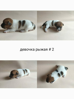 Zdjęcie №2 do zapowiedźy № 6831 na sprzedaż  jack russell terrier - wkupić się Federacja Rosyjska hodowca