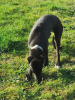 Dodatkowe zdjęcia: Szczenięta Greyhounda