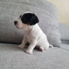 Zdjęcie №2 do zapowiedźy № 127628 na sprzedaż  jack russell terrier - wkupić się Niemcy 