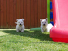 Zdjęcie №1. west highland white terrier - na sprzedaż w Wilno | 1465zł | Zapowiedź №36074