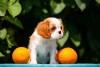 Zdjęcie №3. Śliczne szczenięta Cavalier King Charles Spaniel. Niemcy