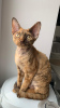 Zdjęcie №2 do zapowiedźy № 82796 na sprzedaż  devon rex - wkupić się Białoruś od żłobka, hodowca