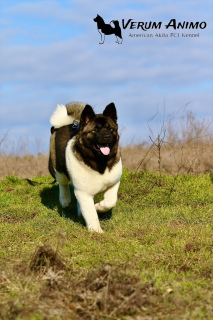 Dodatkowe zdjęcia: American Akita Puppies