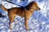 Zdjęcie №2 do zapowiedźy № 9089 na sprzedaż  pies nierasowy - wkupić się Federacja Rosyjska ze schronu