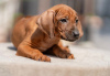 Dodatkowe zdjęcia: Szczenięta rasy Rhodesian Ridgeback