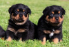 Zdjęcie №1. rottweiler - na sprzedaż w Getafe | negocjowane | Zapowiedź №176549
